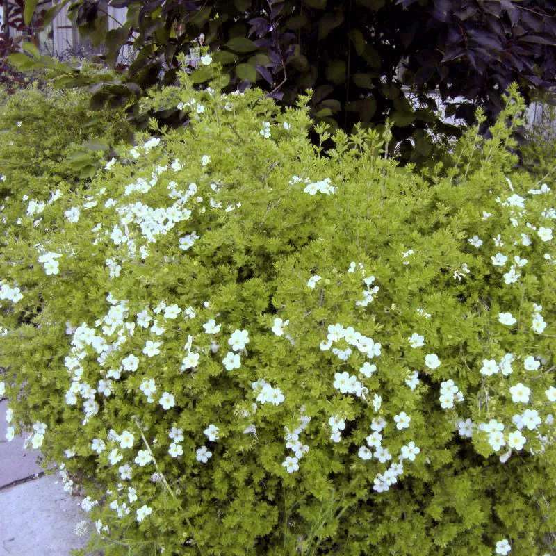 Abbotswood Potentilla – 1-2 Feet Bareroot