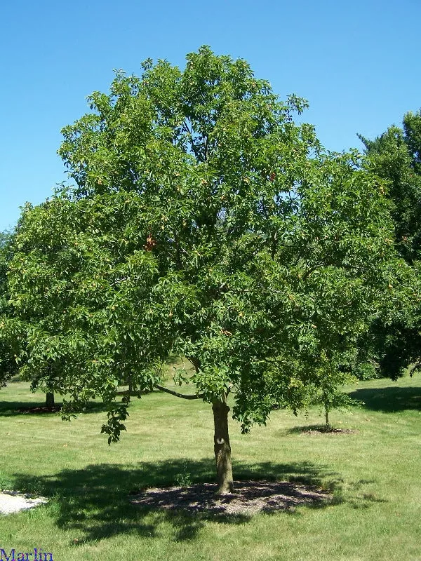 Aesculus glabra #3