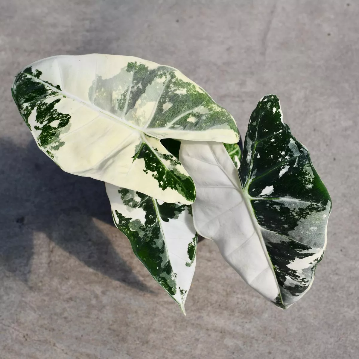 Alocasia’Frydek ’ f. variegata