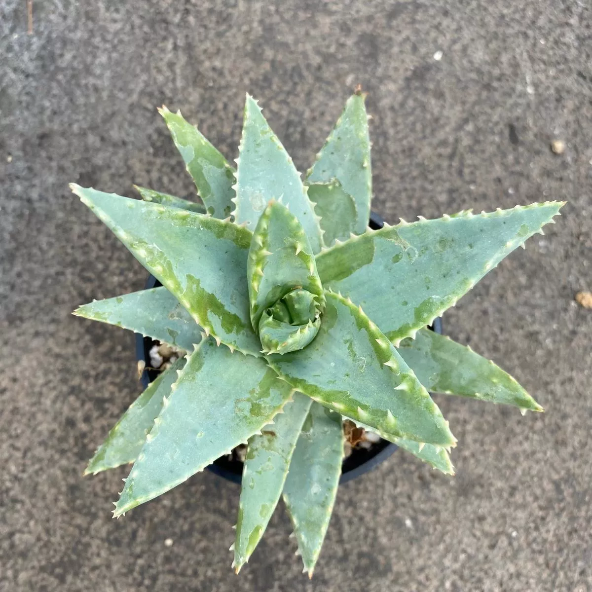 Aloe brevifolia