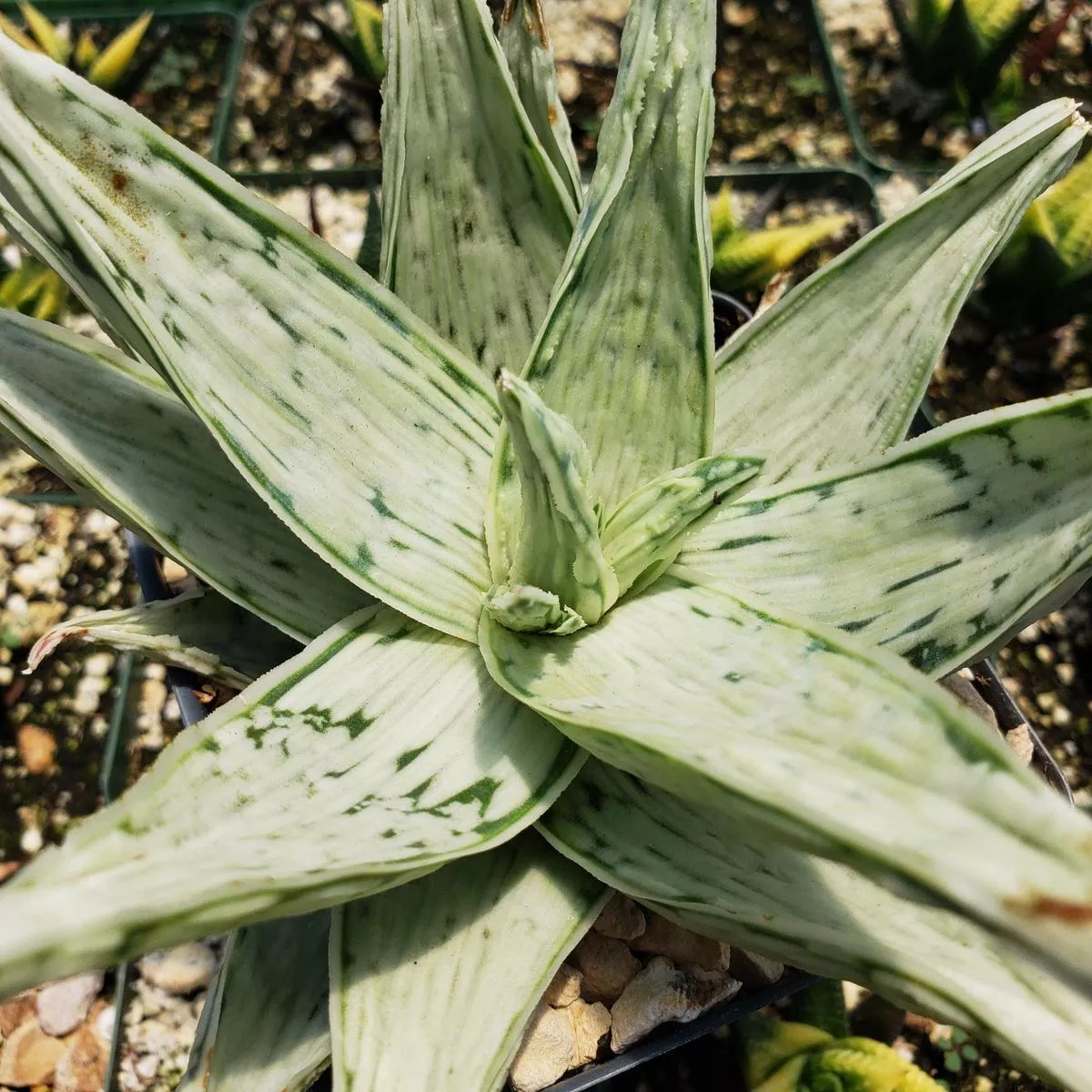 Aloe ’ Snow Drift ’