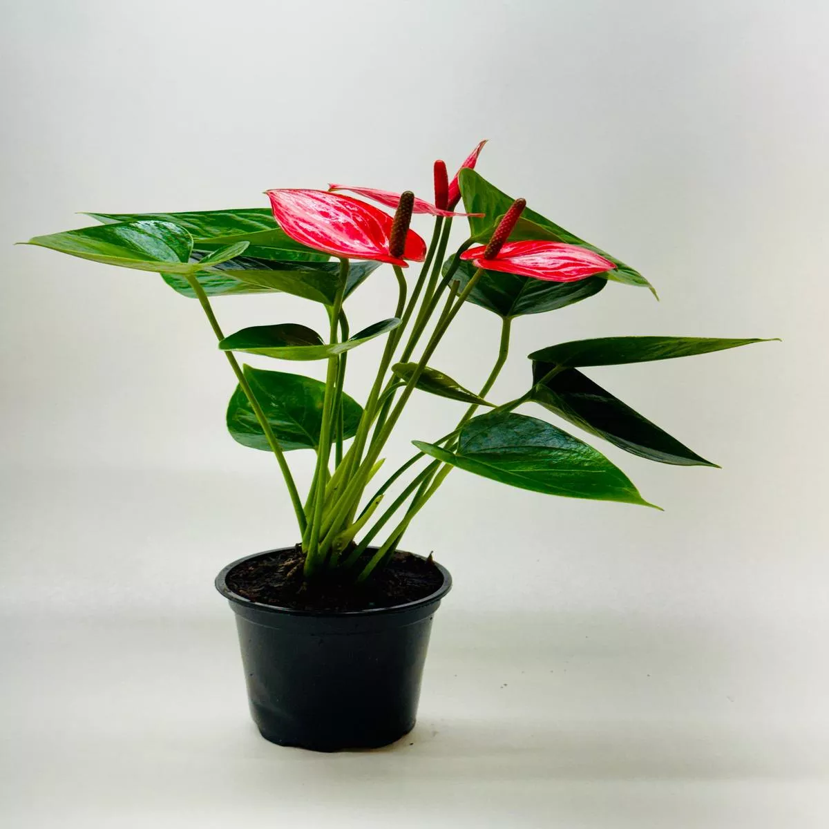 Anthurium’Livium ’
