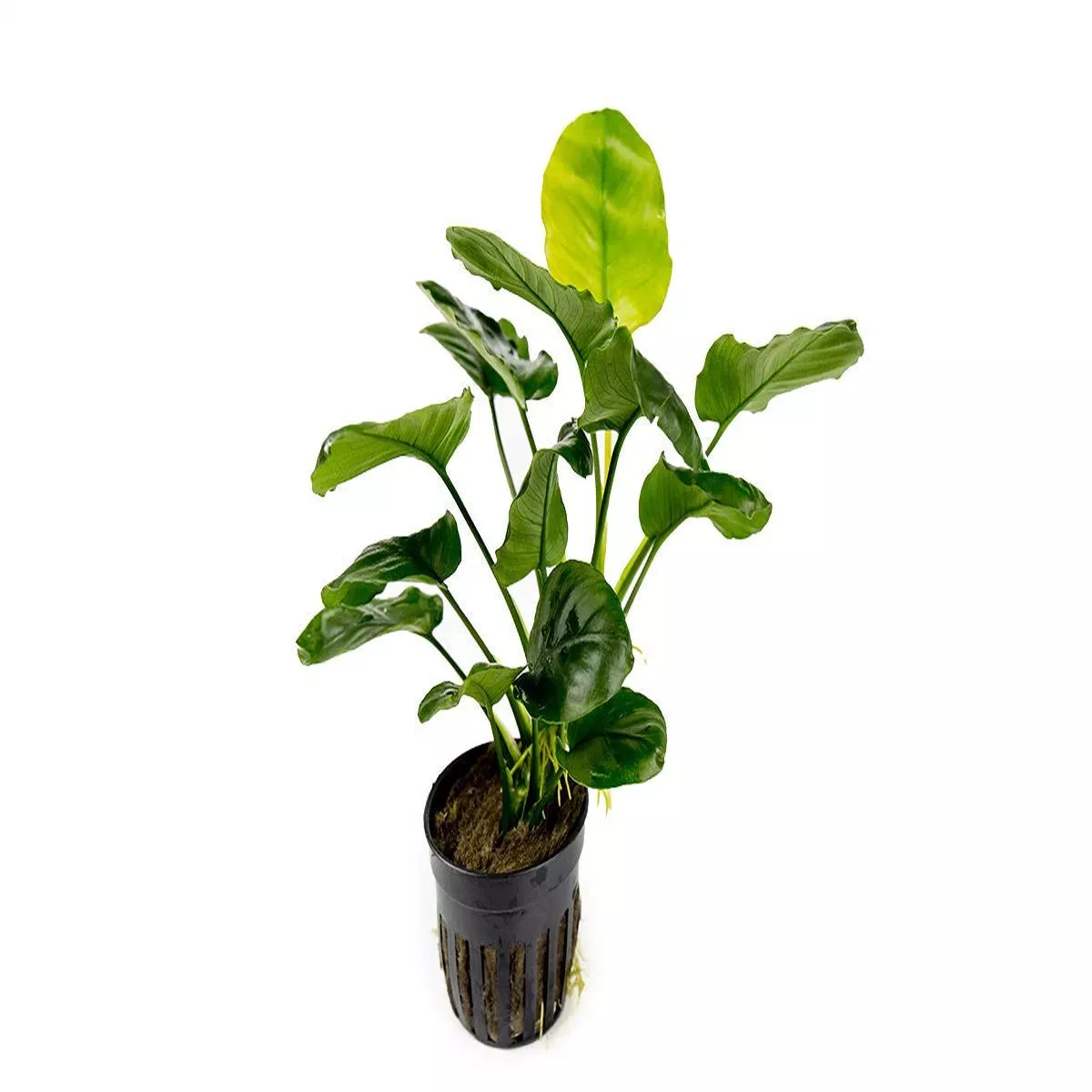 Anubias Barteri’Golden Coin ’Pot