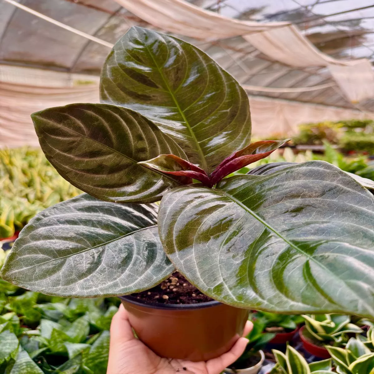 Aphelandra’Nova Fuego ’