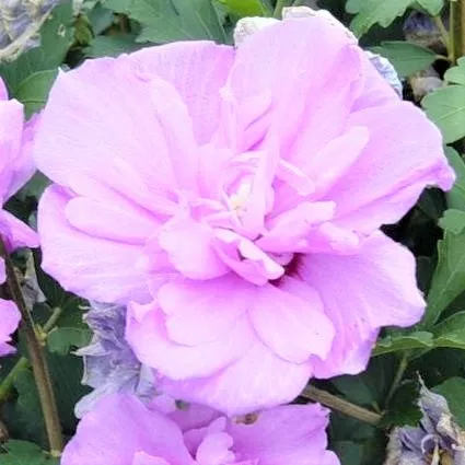 Ardens Rose of Sharon Shrub – 1-2 Feet Bareroot