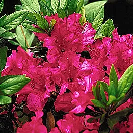 Azalea Girards Rose #3