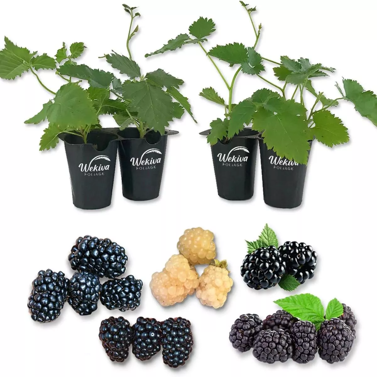 Blackberry Variety Pack – 4 Live Starter Plants – Rubus – Four Live Starter Plants for Your Edible Garden