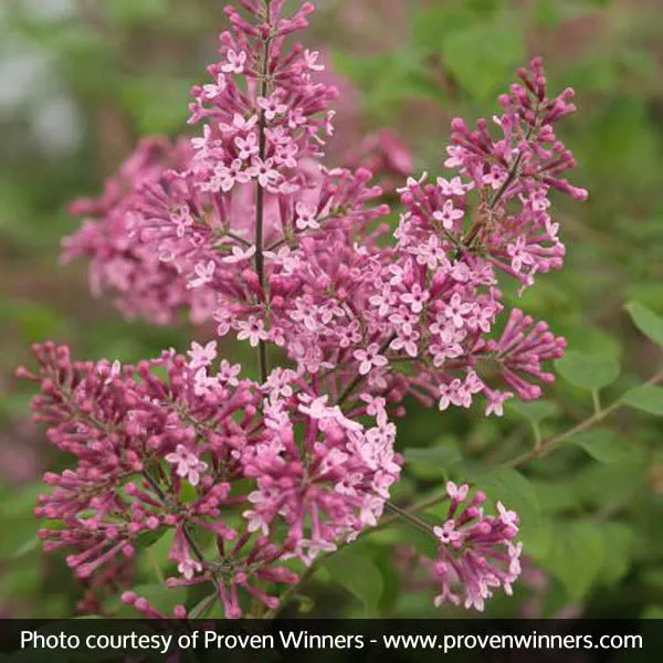 Bloomerang Pink Perfume Lilac – Quart Container