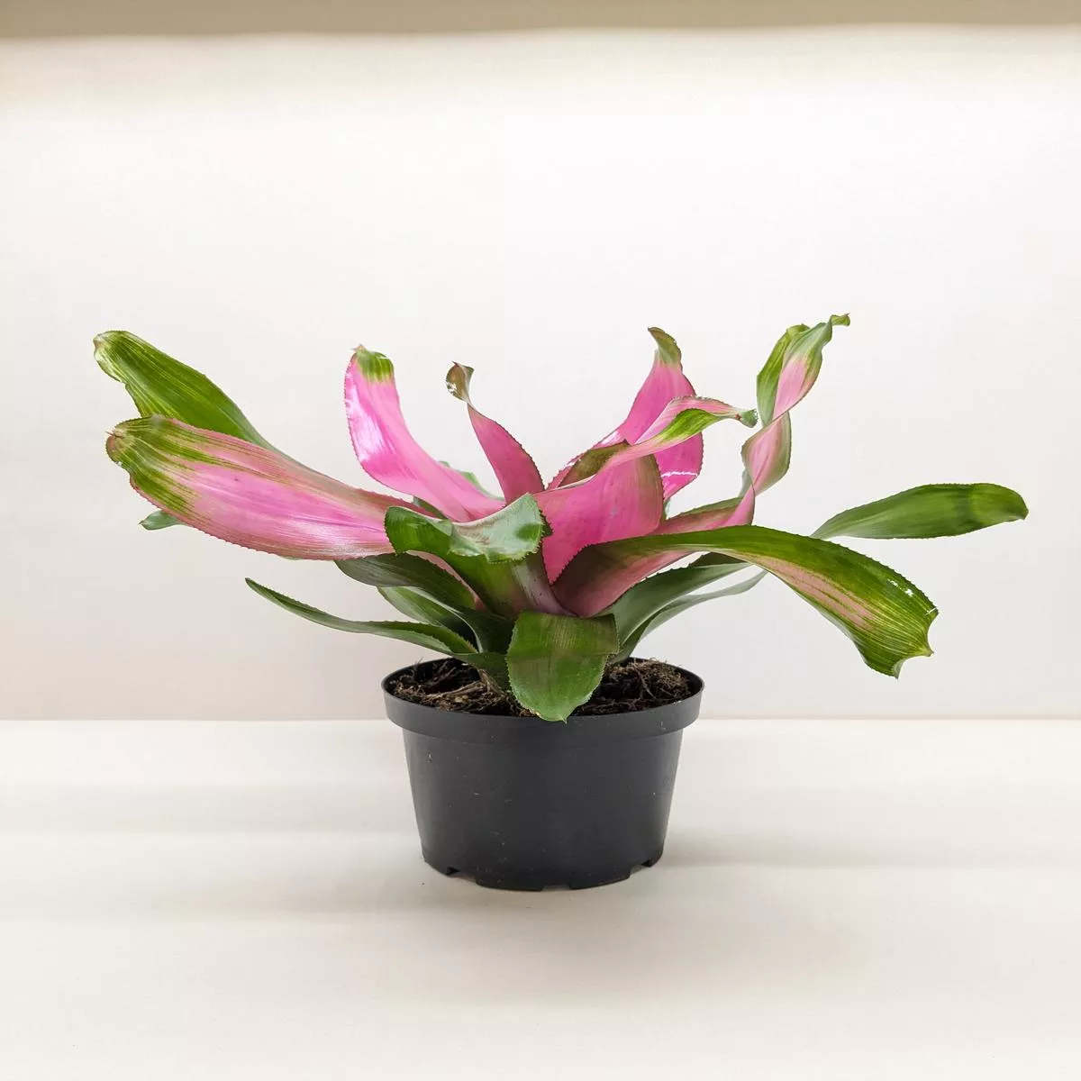 Bromeliad’Donna ’