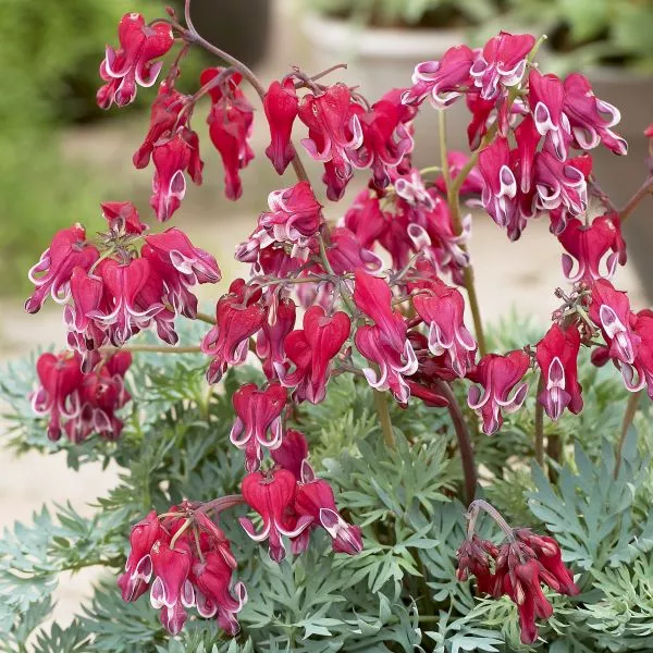 Burning Hearts Bleeding Heart – 5 Inch Container