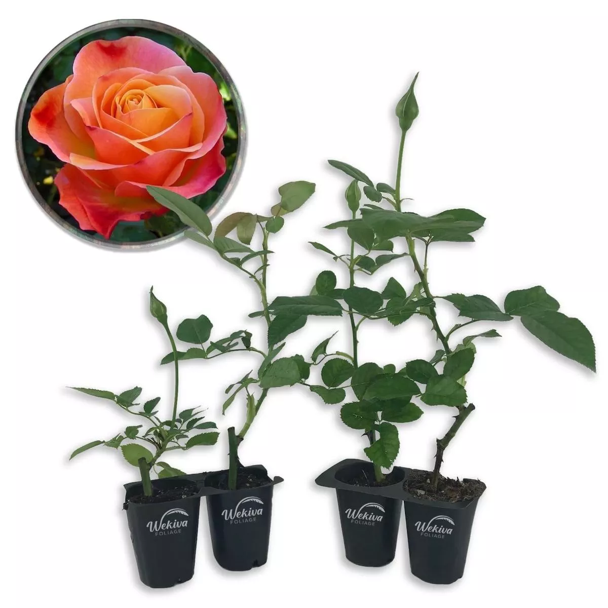 Colorific Rose Bush – Live Starter Plants in 2 Inch Growers Pots – Beautifully Fragrant Floribunda Rose – A Versatile Beauty with a Rich Fragrance
