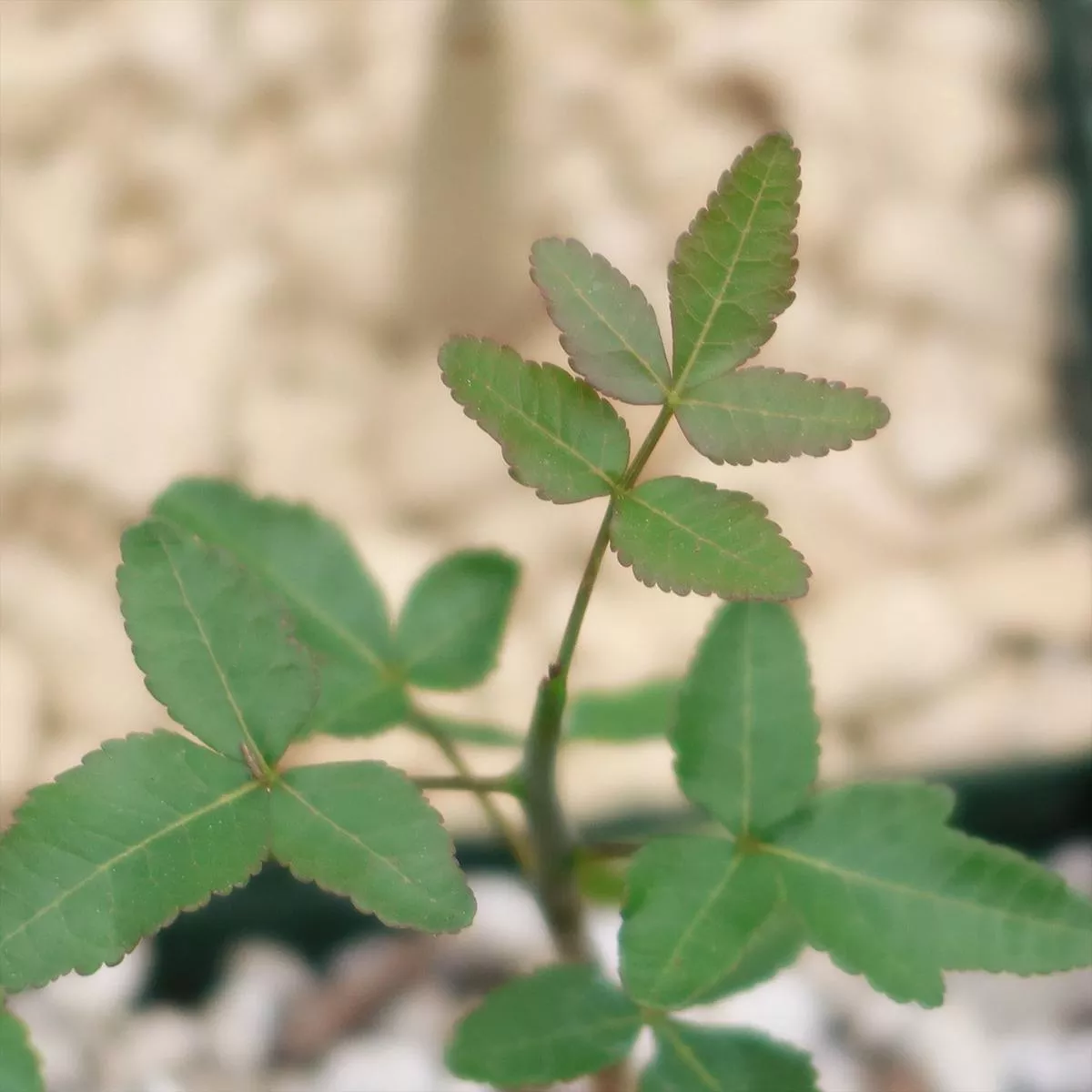 Commiphora humbertii