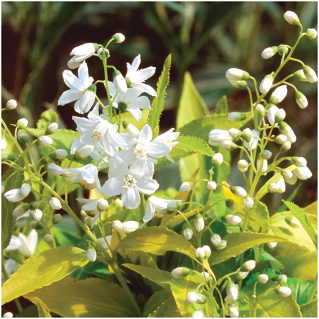 Deutzia grac Chardonnay Pearls #2