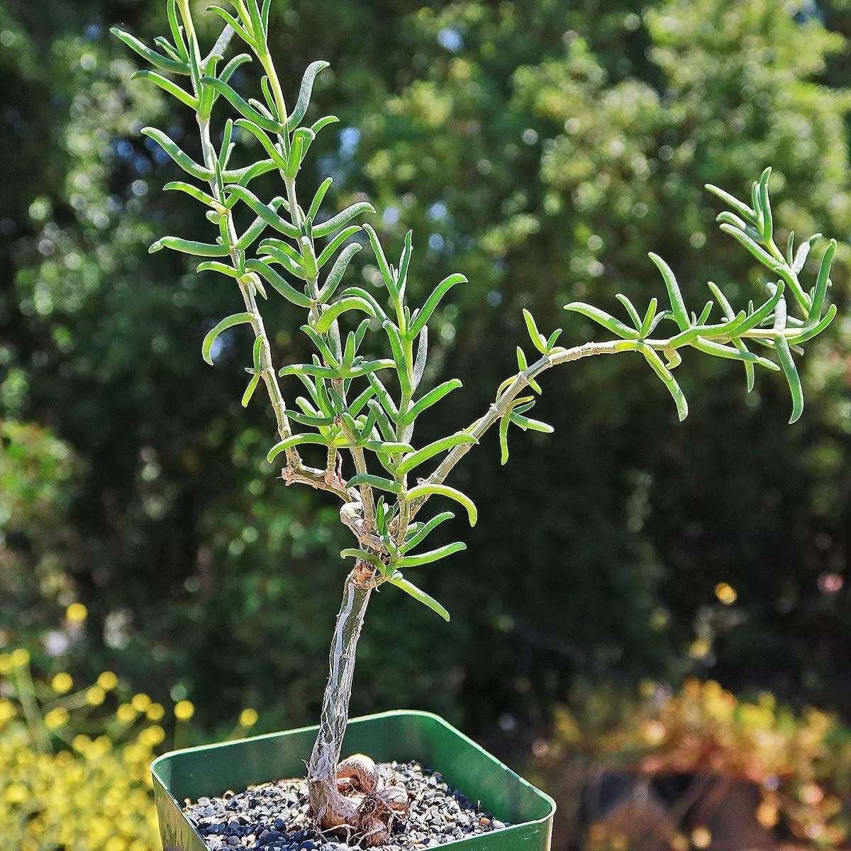 Donkey Fig – Mestoklema tuberosum