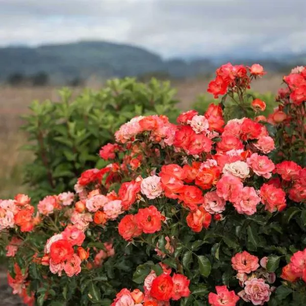 Easy Elegance Coral Cove Shrub Rose – #2 Container