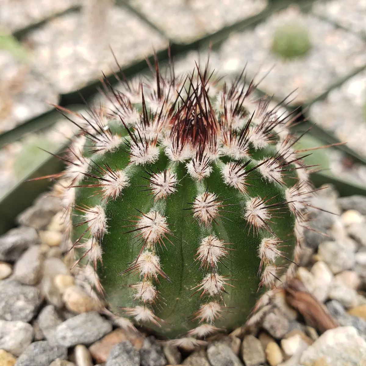 Echinocereus armatus