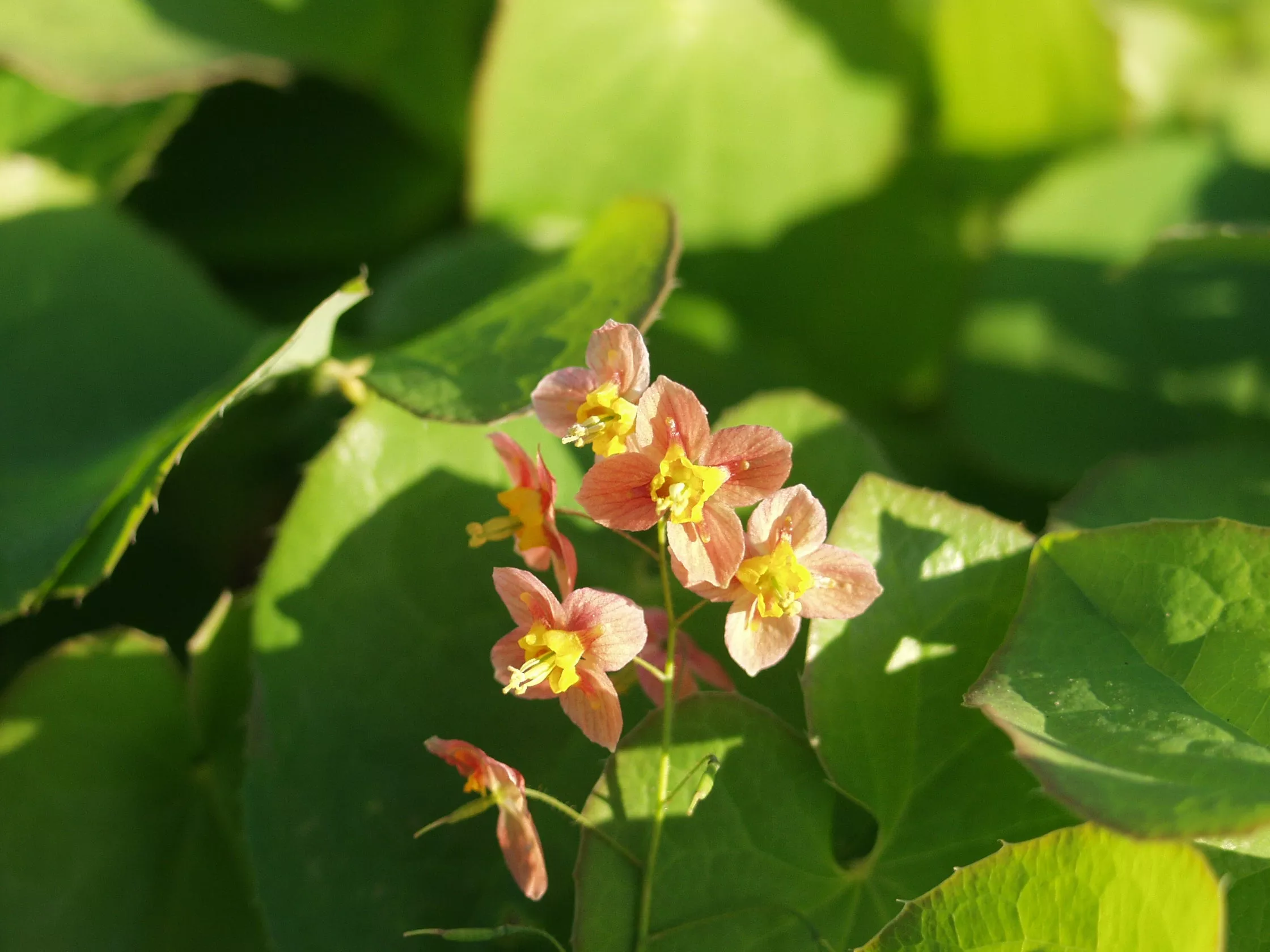 Epimedium p Orange Queen #1