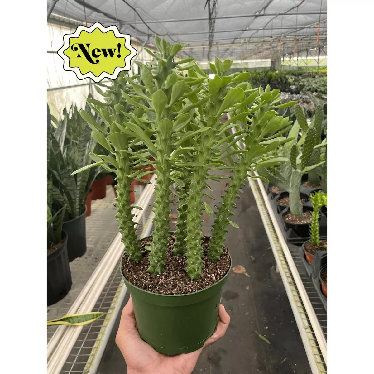Euphorbia’Sausage Spurge ’