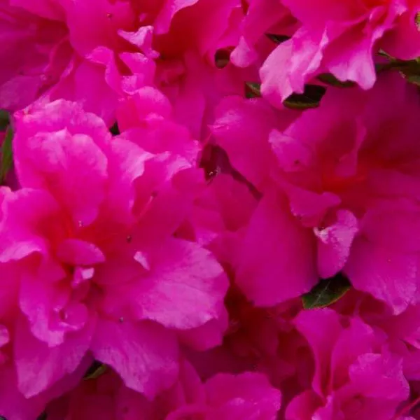 Evermore Hot Pink Azalea – #3 Container