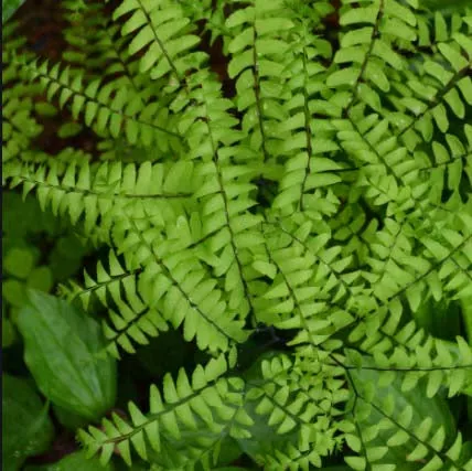 Fern-Adiantum pedatum #1