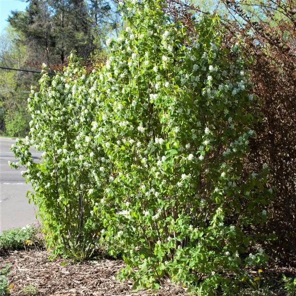 First Editions Standing Ovation™ Serviceberry – Bareroot
