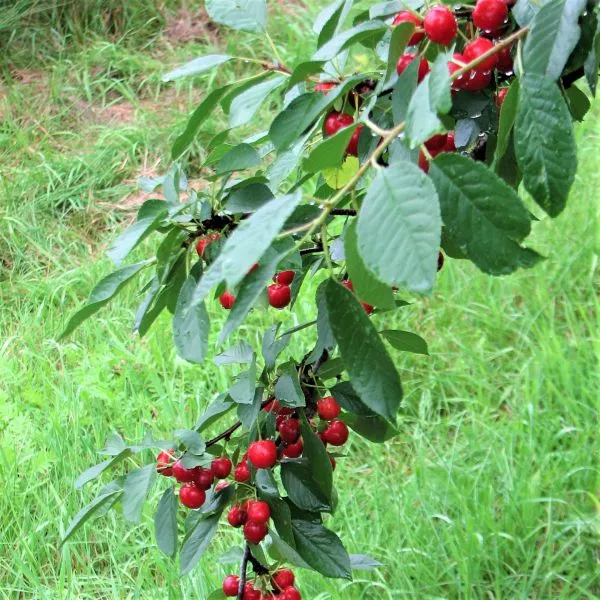 First Editions Sweet Cherry Pie™ Cherry – 4-5 Feet Bareroot