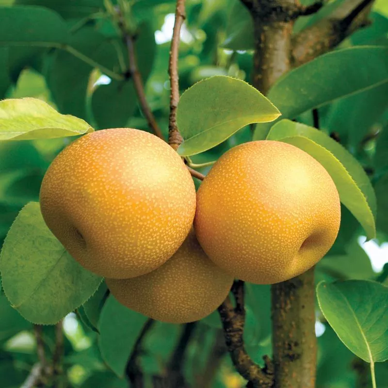 Fruit-Pear-Hosui Asian Dwarf #7