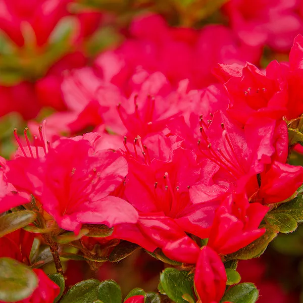 Girard’s Crimson Azalea – #1 Container