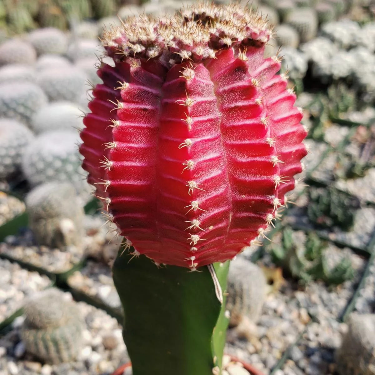 Grafted Fuchsia Moon Cactus – Gymnocalycium mihanovichii Hibotan