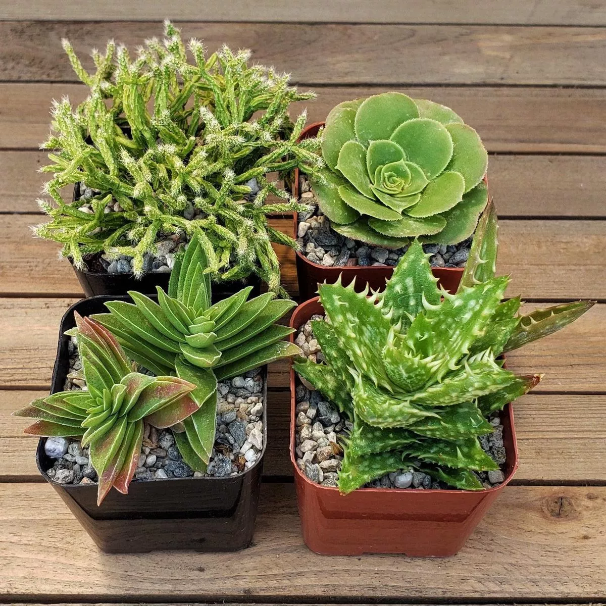 Green Garden 2-Inch Succulents (4-Pack)