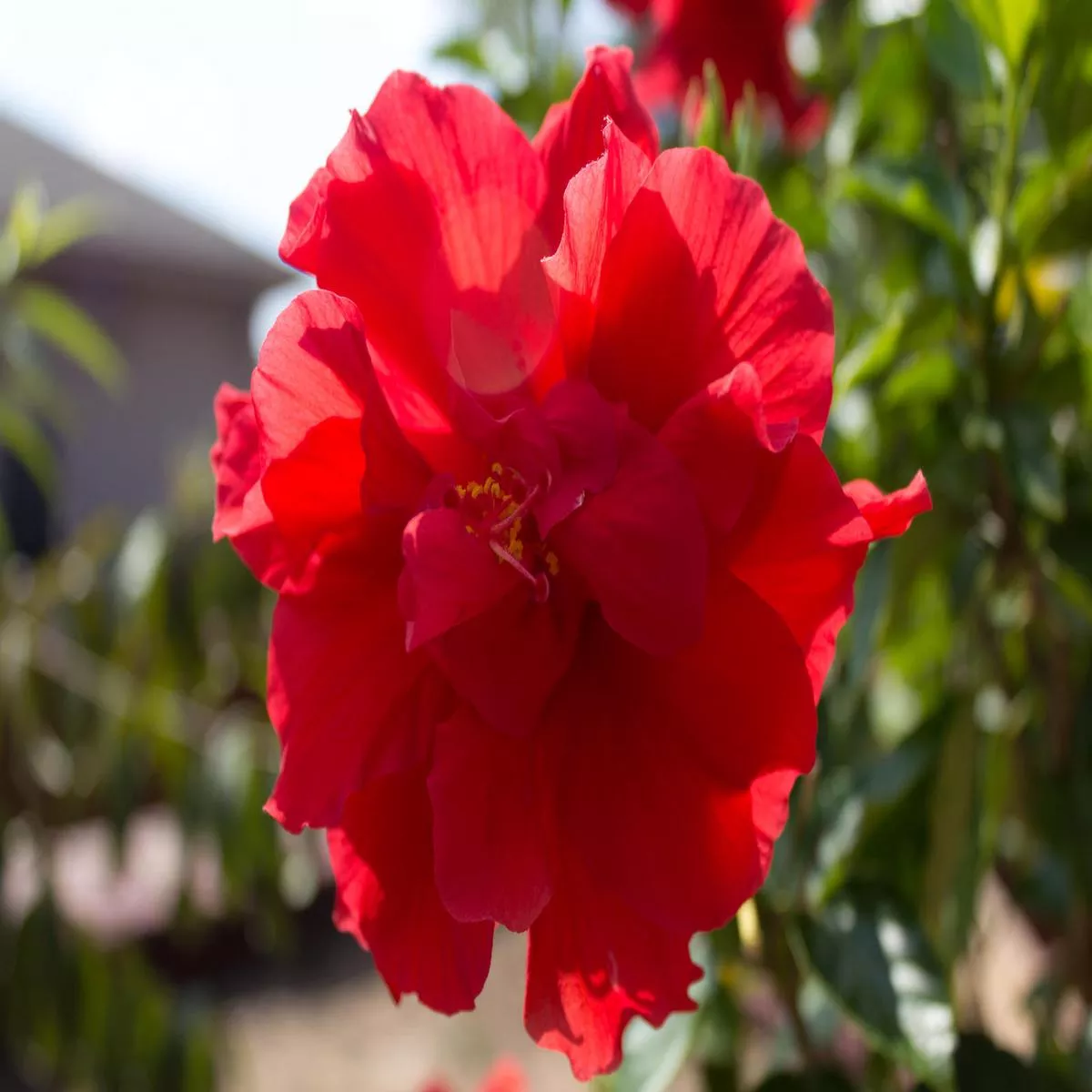 Hibiscus Celia Double Red – Live Plant in a 3 Gallon Pot – Hibiscus Rosa Sinensis’Celia ’ – Beautiful and Stunning Flowering Shrub from Florida