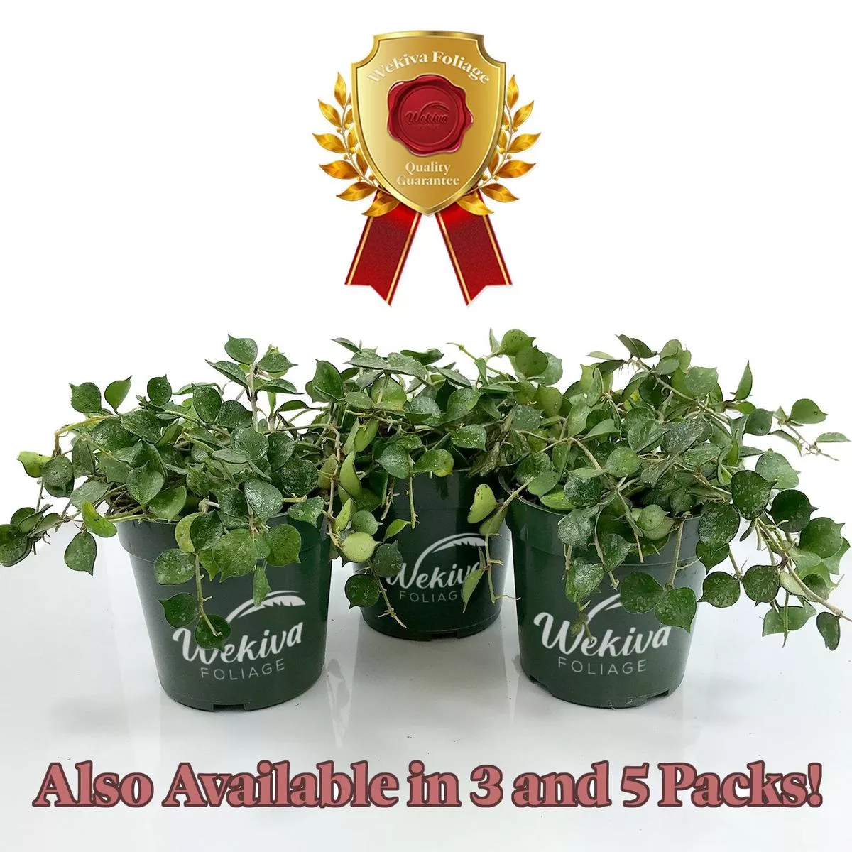 Hoya Curtisii – Live Plants in 4 Inch Pots – Hoya Carnosa’Curtisii ’ – Indoor Houseplants Straight from The Nursery