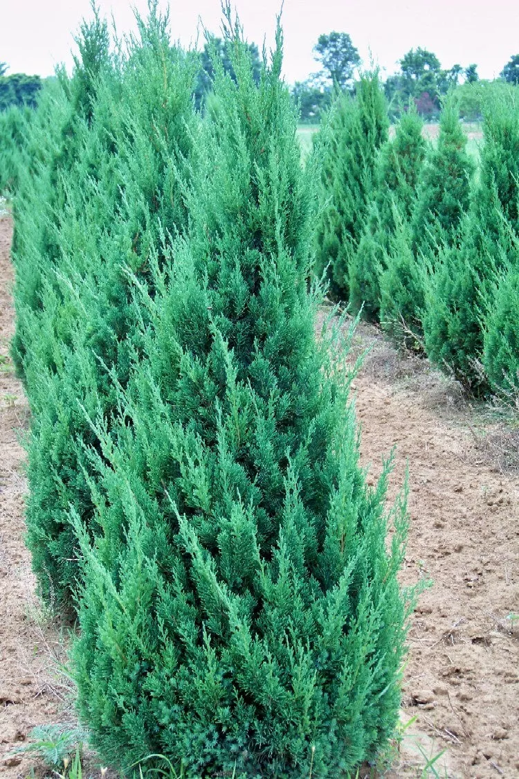 Juniper ch Blue Point #7