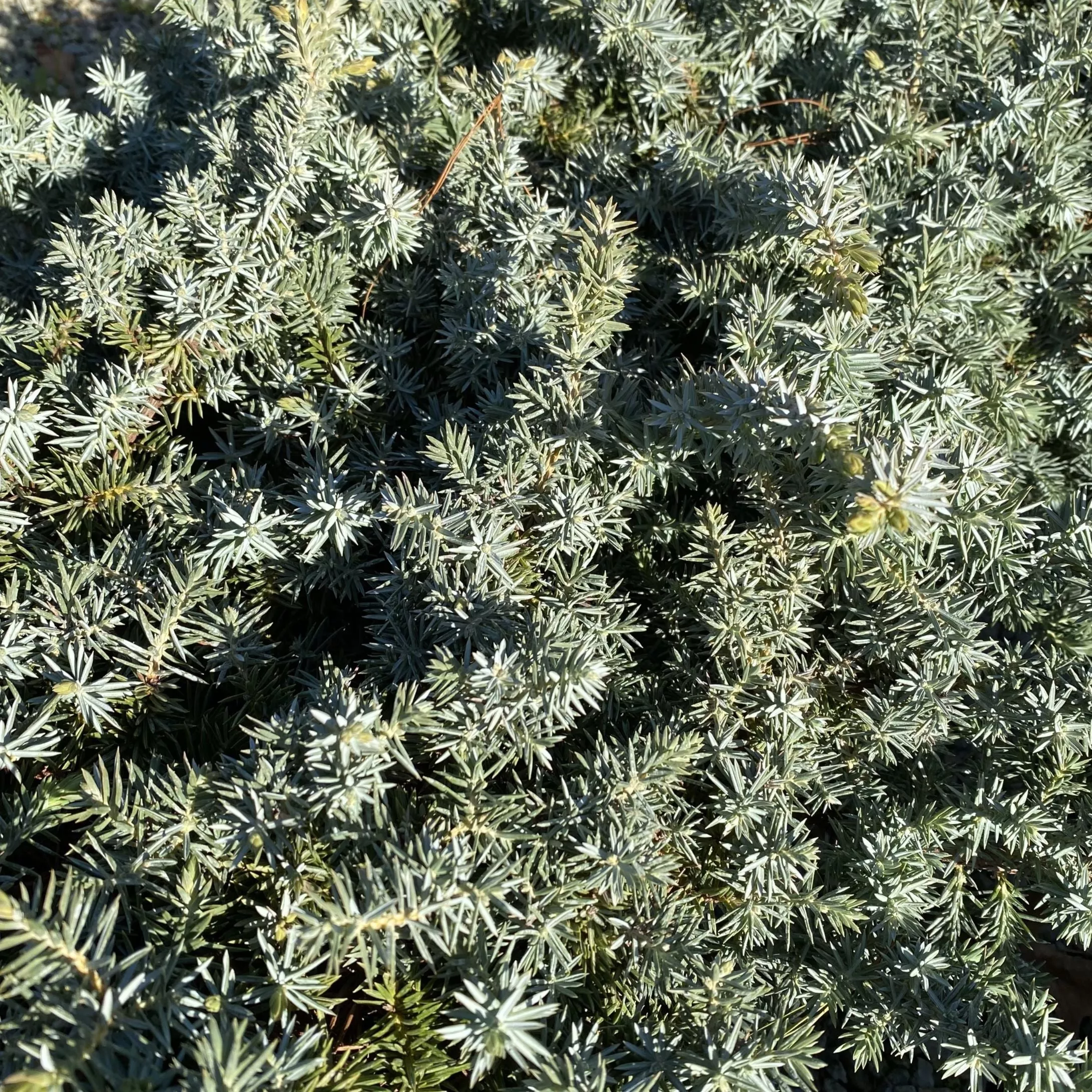 Juniper con Silver Mist #3