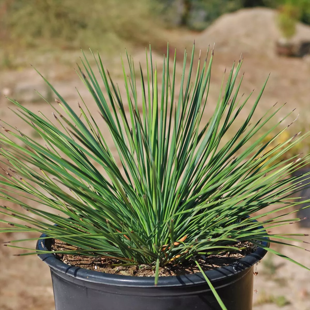 Linear Leaf’Yucca linearifolia ’