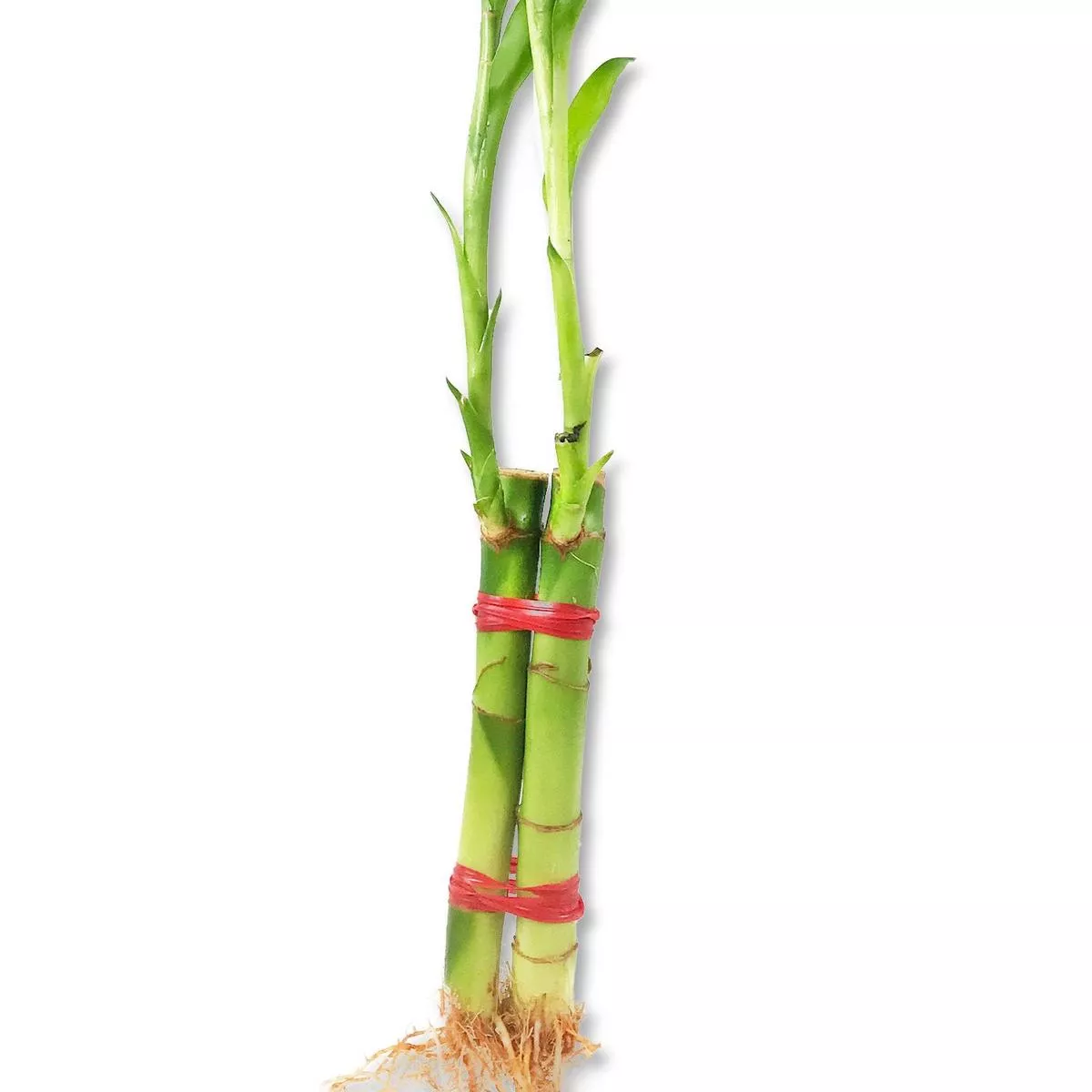 Lucky Indoor Bamboo for Love and Relationships – 2 Live Stalks – Ships Bare Root – Air Purifying Feng-Shui Zen Garden Houseplants