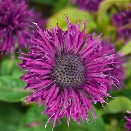 Purple Rooster Bee Balm – 5 Inch Container
