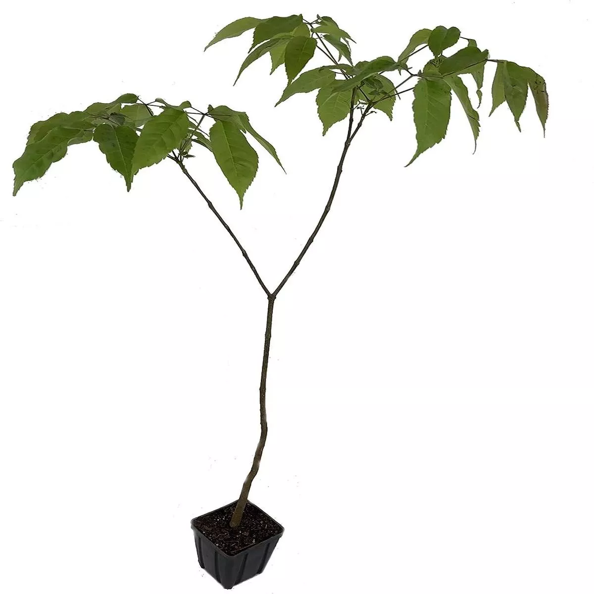 Purple Tabebuia Trumpet Tree – Live Plant in a 4 Inch Pot – Tabebuia Impetiginosa – Beautiful Flowering Tree
