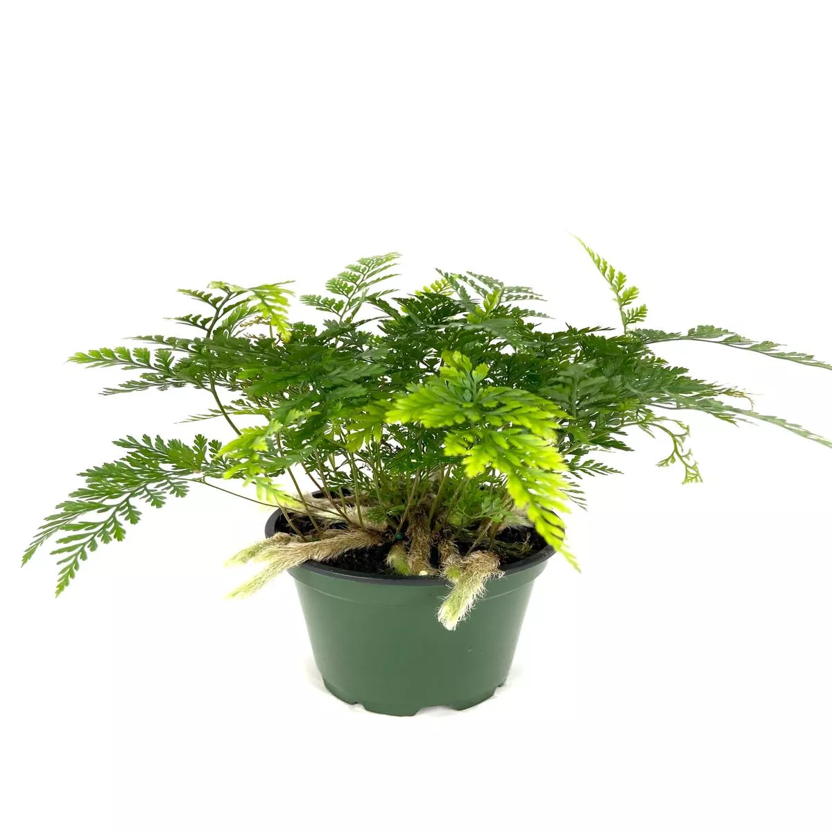 Rabbit ’s Foot Fern – Live Plant in a 6 Inch Pot – Davallia Tyermani – Extremely Rare and Exotic Ferns from Florida