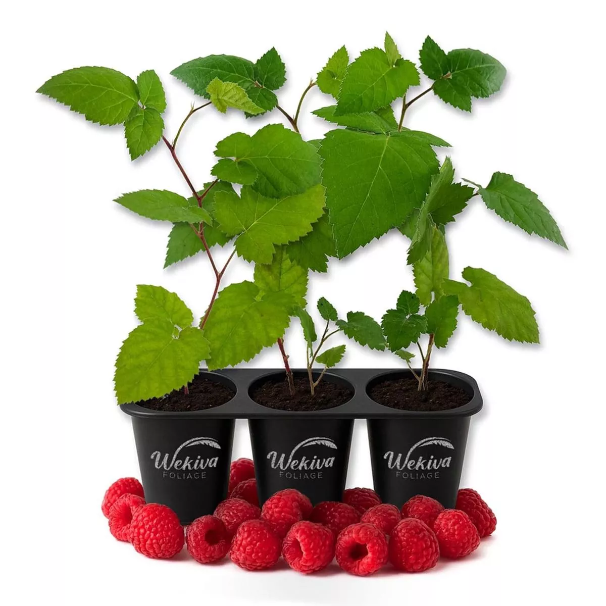 Raspberry Bush – 3 Live Starter Plants – Rubus – Edible Berry Bearing Bramble Shrub for Fruit Garden and Patio