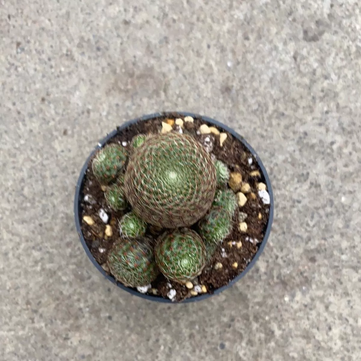 Rebutia Heliosa codorensis Rubrispina