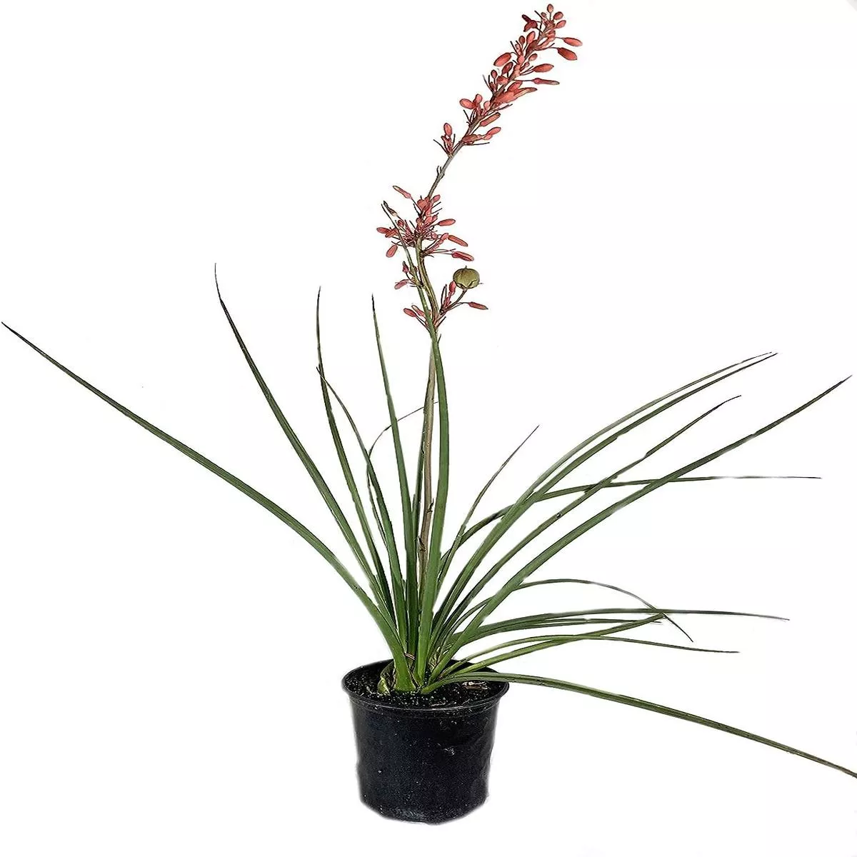 Red Yucca – Live Plants in 6 Inch Pots – Hesperaloe Parviflora – Bird Friendly Evergreen Succulent