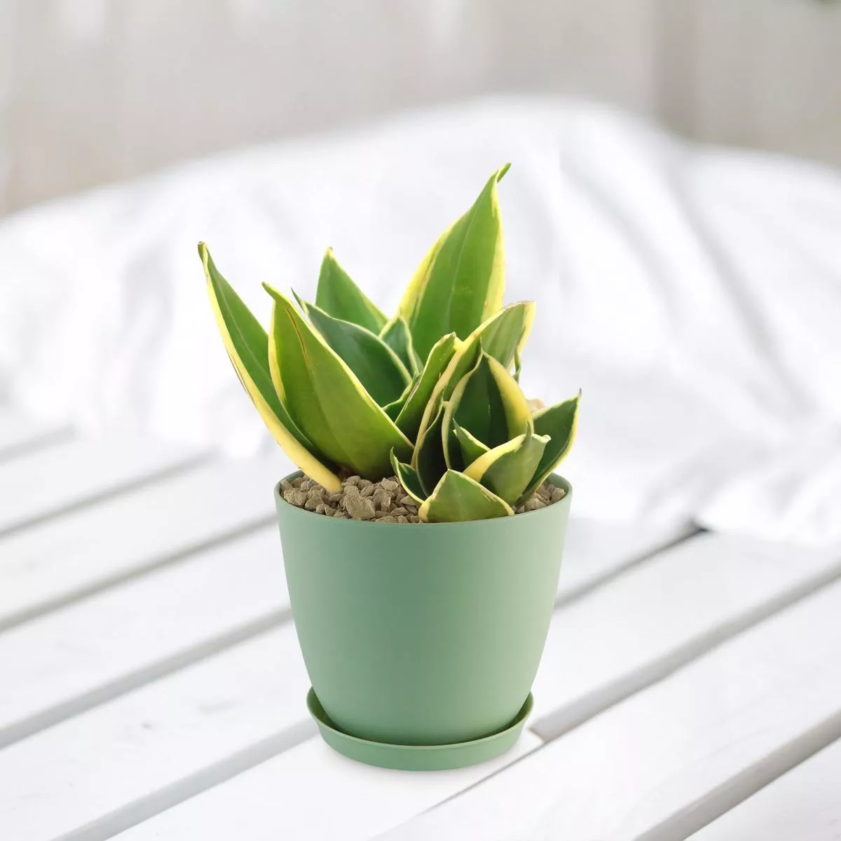 Sansevieria Bird Nest green