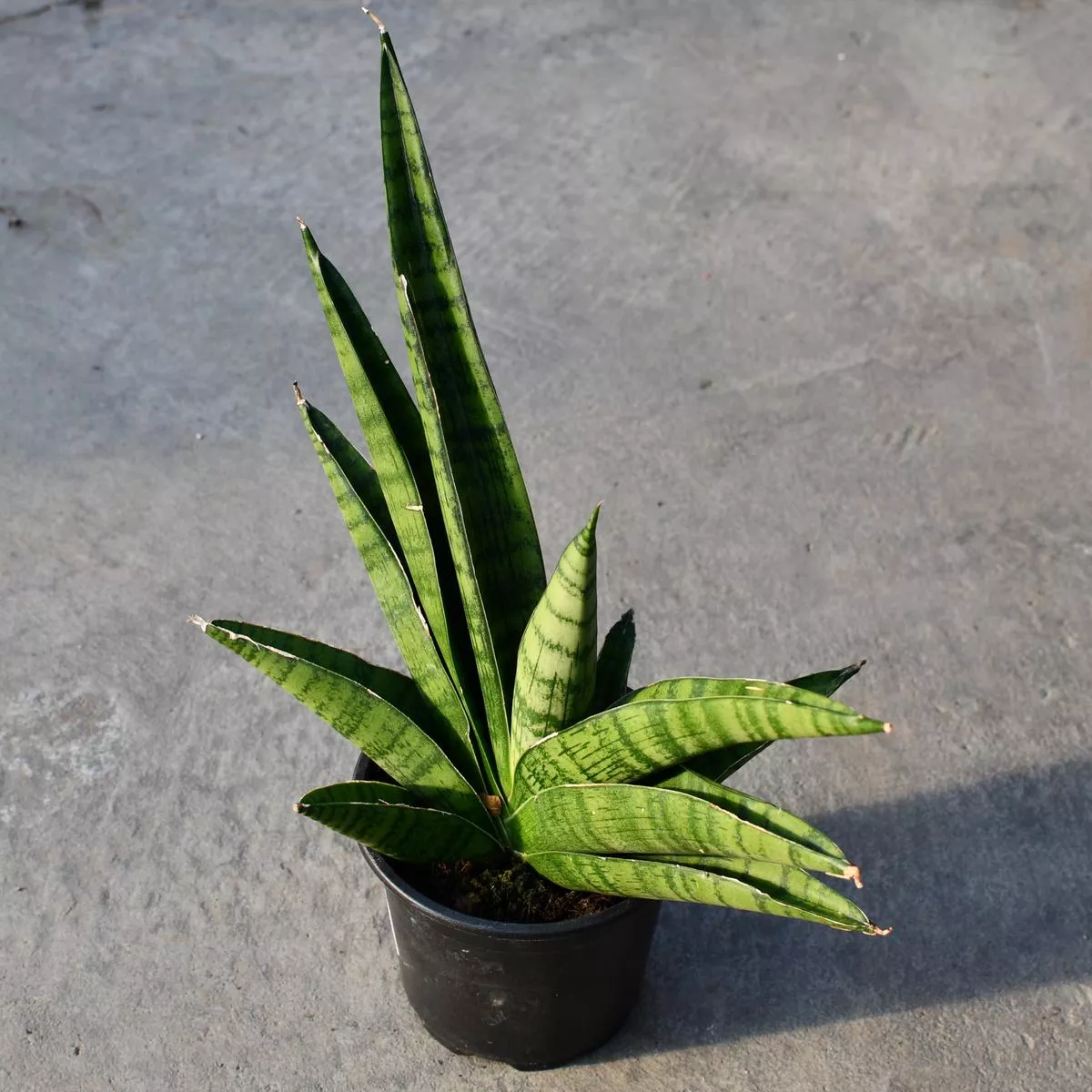 Sansevieria’Rockman ’