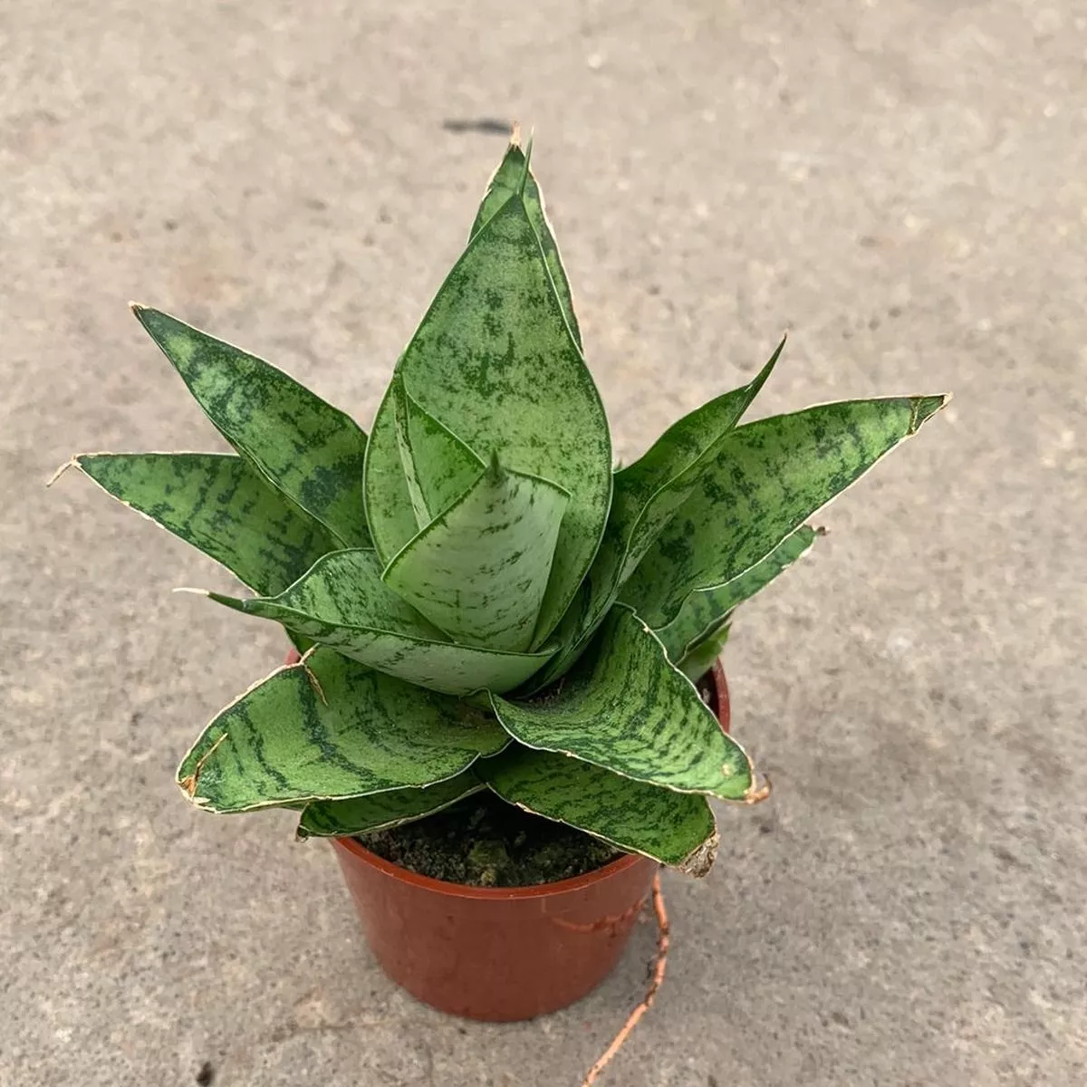 Sansevieria’Tough Lady ’