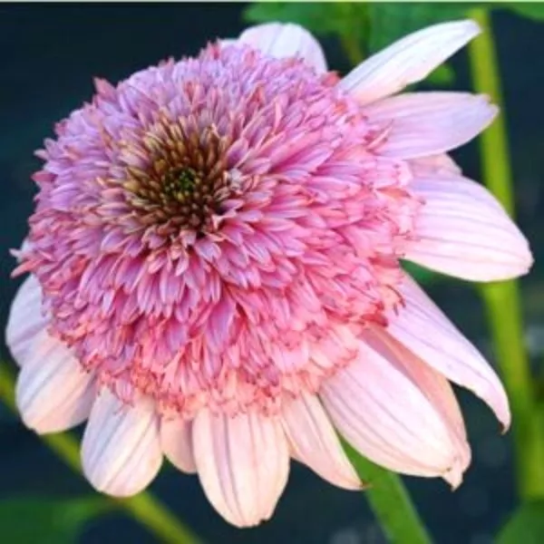 Secret™ Romance Coneflower – 5 Inch Container