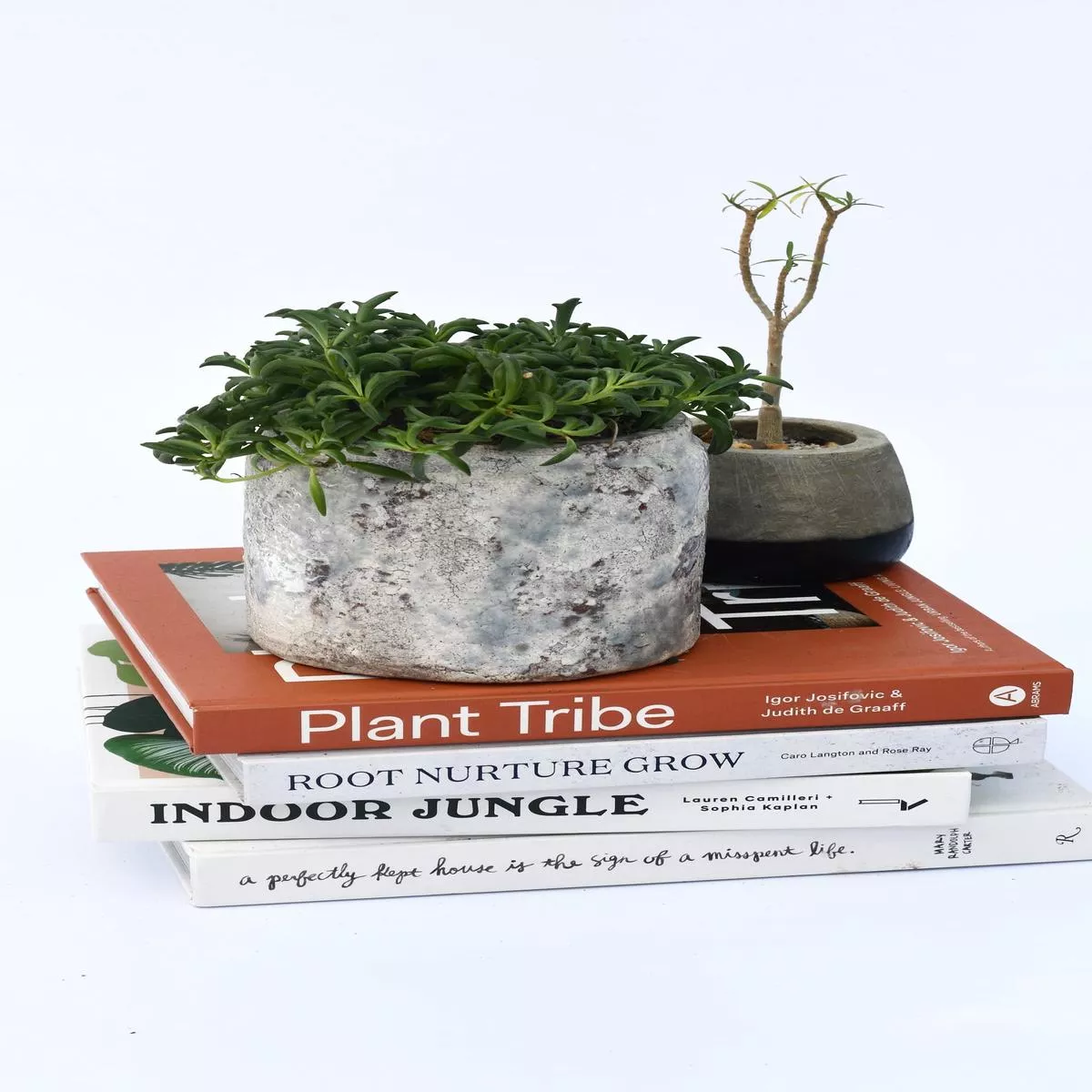 String of Dolphins Senecio Peregrinus