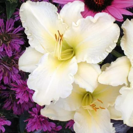 Sunday Gloves Daylily – 5 Inch Container