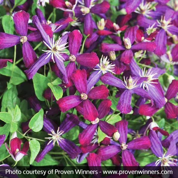 Sweet Summer Love Clematis – Quart Container