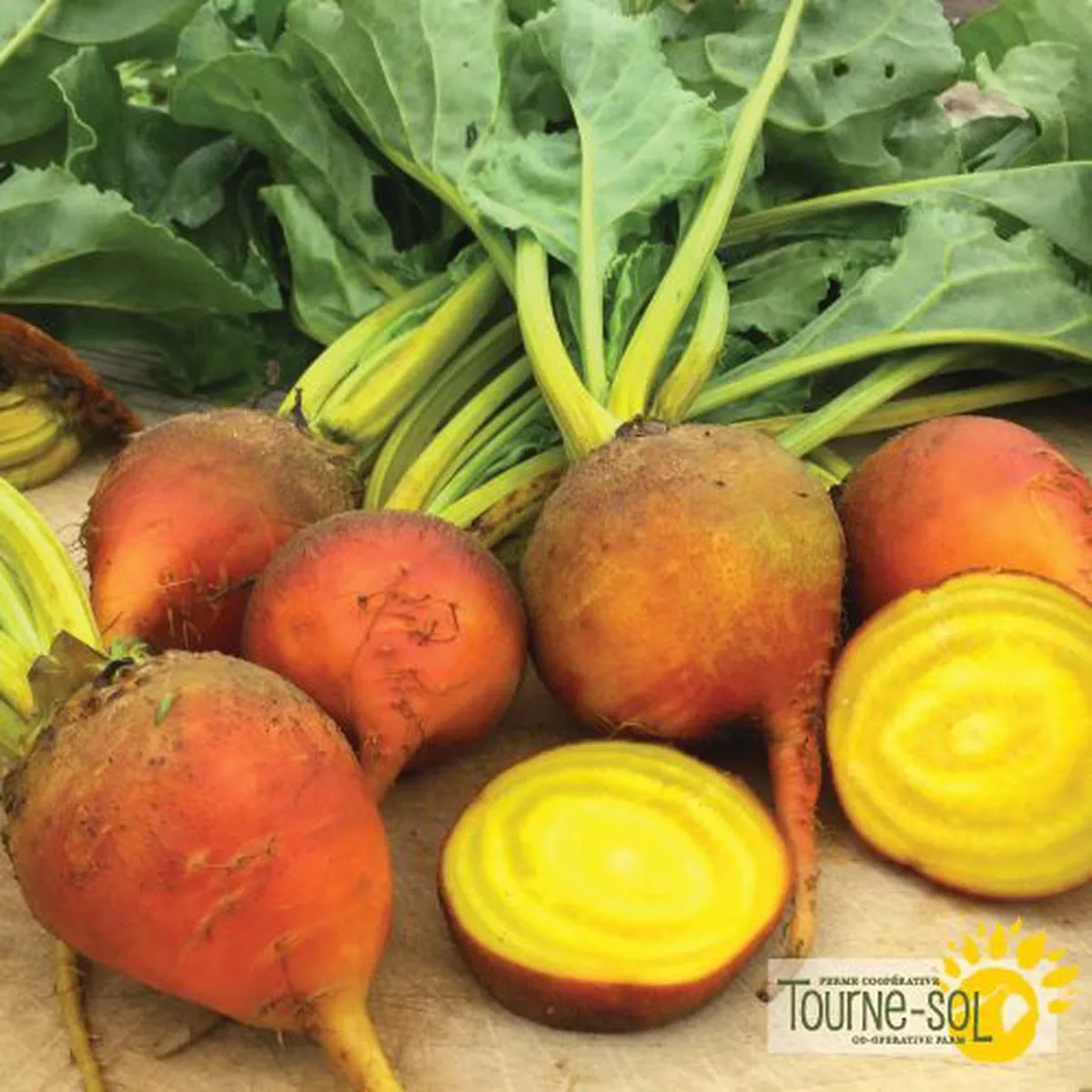 Touchstone Gold Yellow Beet Seeds *Organic*